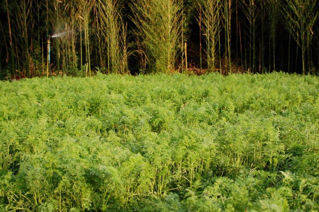 Chacara Das Lendas E Cancoes Паса-Куатру Екстер'єр фото